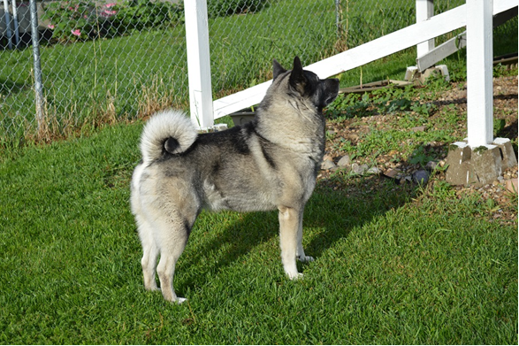 Trolan sales norwegian elkhounds